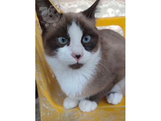ΣΙΑΜ SNOWSHOE.